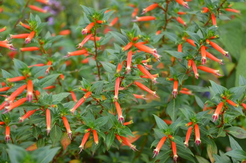Cuphea (Mexican Heather/Firecracker Plant)