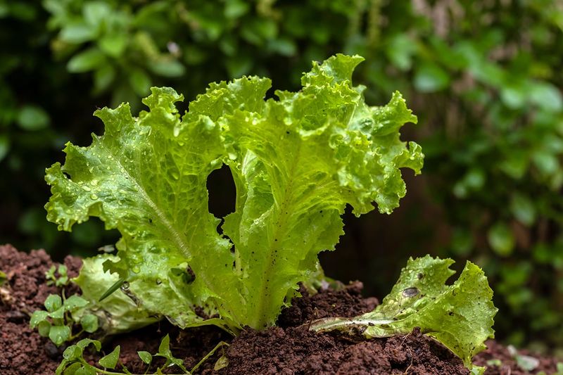 Loose Leaves Offer Clues, Not a Diagnosis