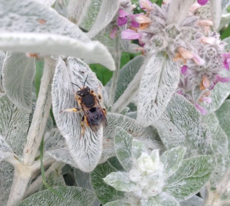 How Wool-Carder Bees Use the Fuzzy Leaves