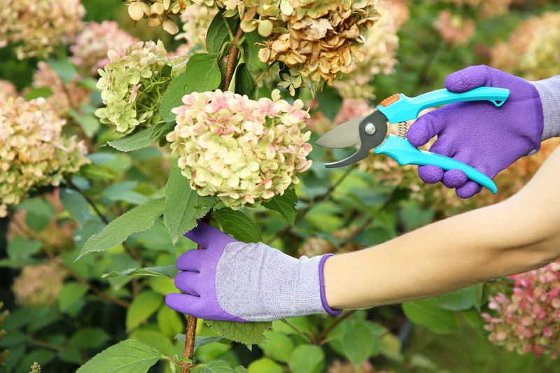 Prune Prudently, Focusing on Deadheading and Health