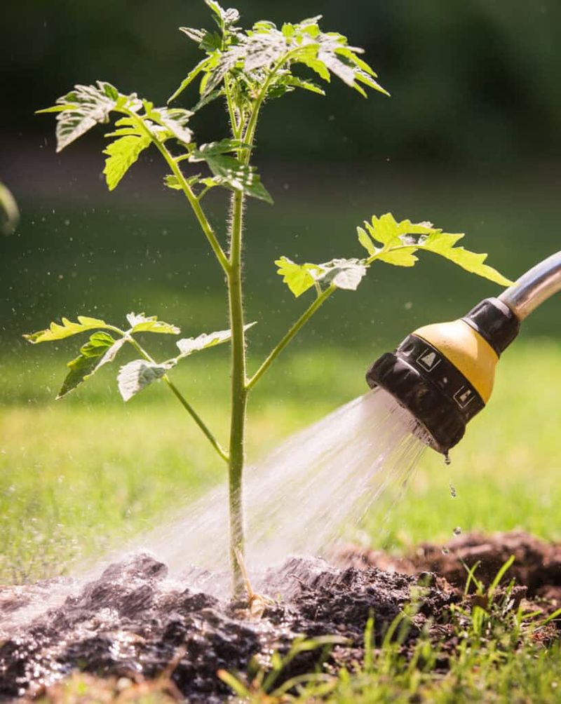 Use this flexible watering checklist this week