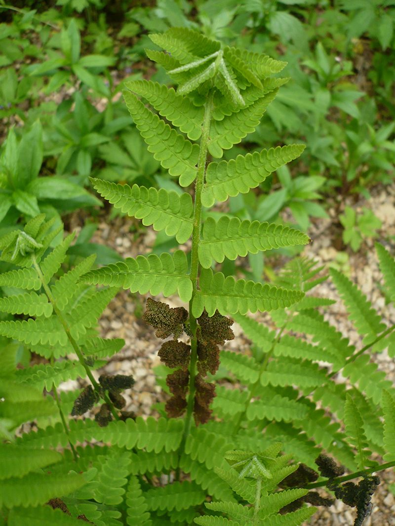 Interrupted Fern (Osmunda claytoniana)