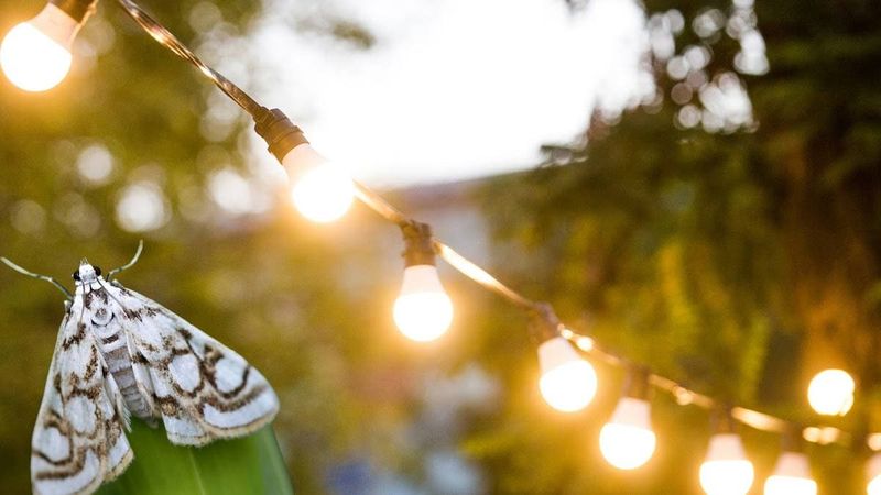 Protect the Evening Route Through Your Yard