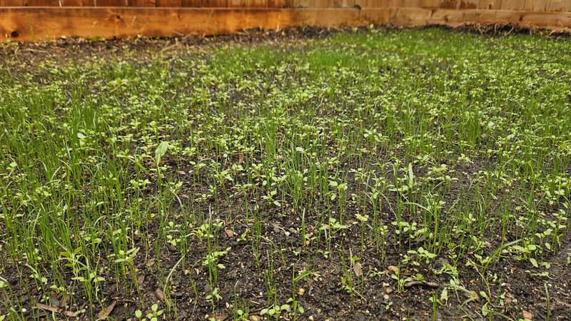Mistake: Using Weed and Feed With Seed