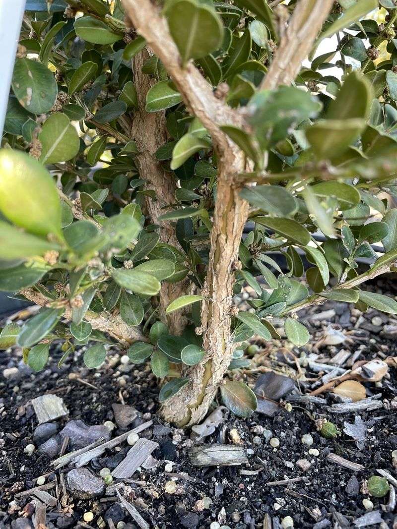 Base protection can preserve the plant after top growth freezes