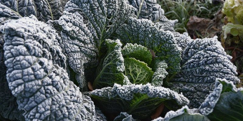 Use a light frost as a flavor opportunity, not a gamble