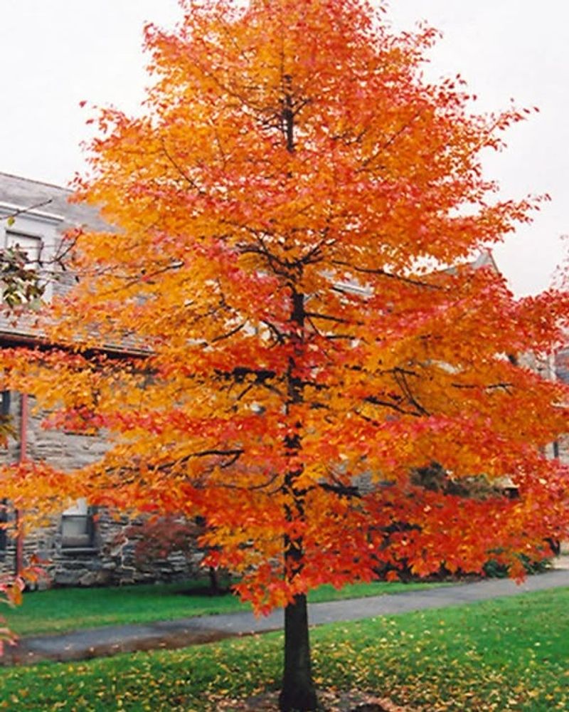 Choose Blackgum for a Long-Term Landscape