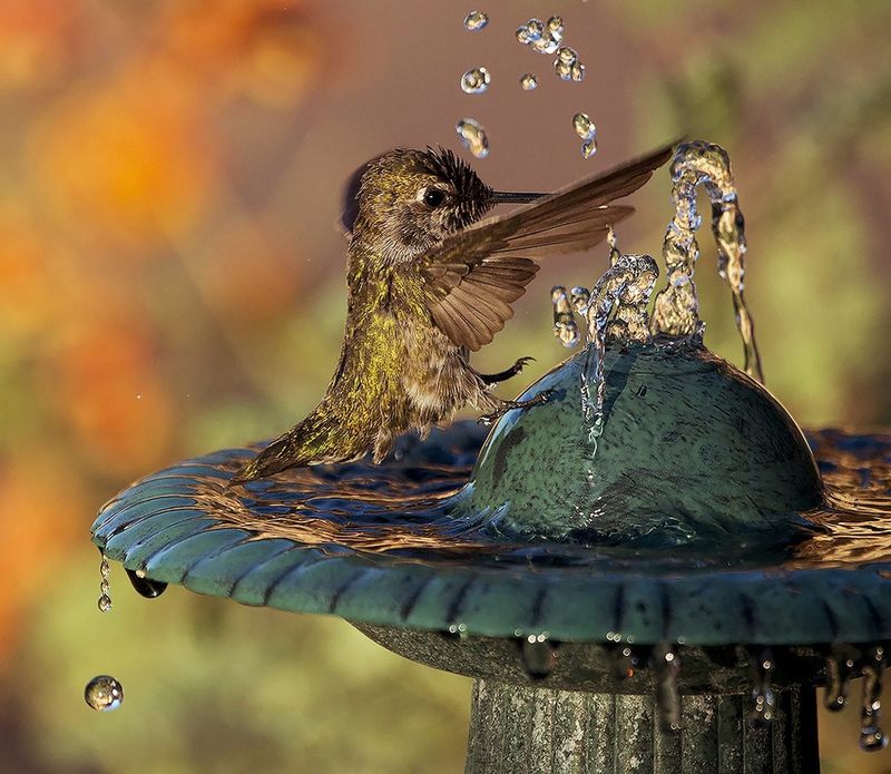 The mister supports a hummingbird habitat; it does not replace one
