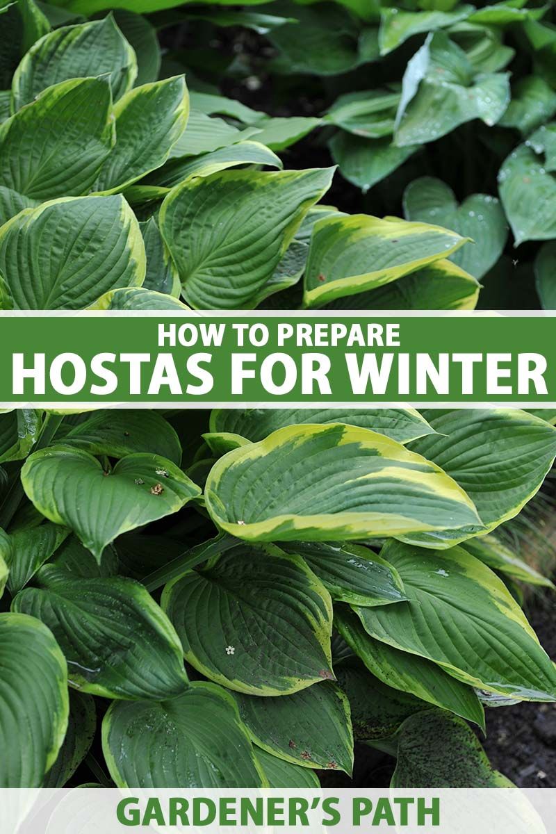 Protect Container-Grown Hostas