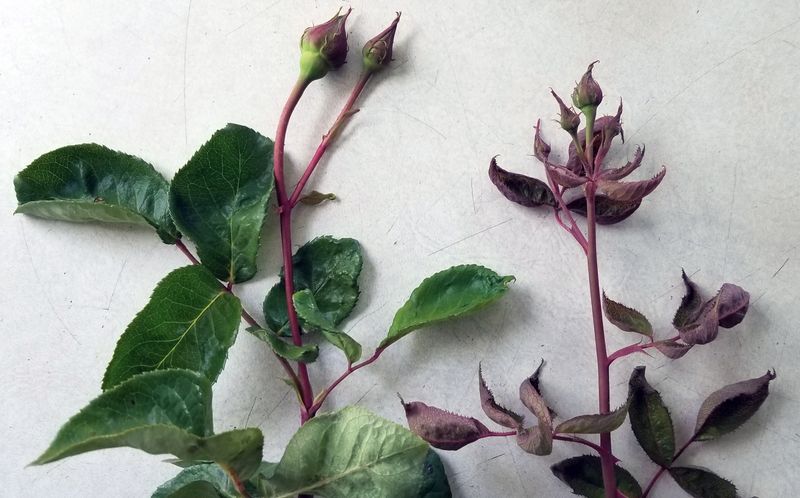 Why a Garden-Root Tea Is Not a Safe Substitute