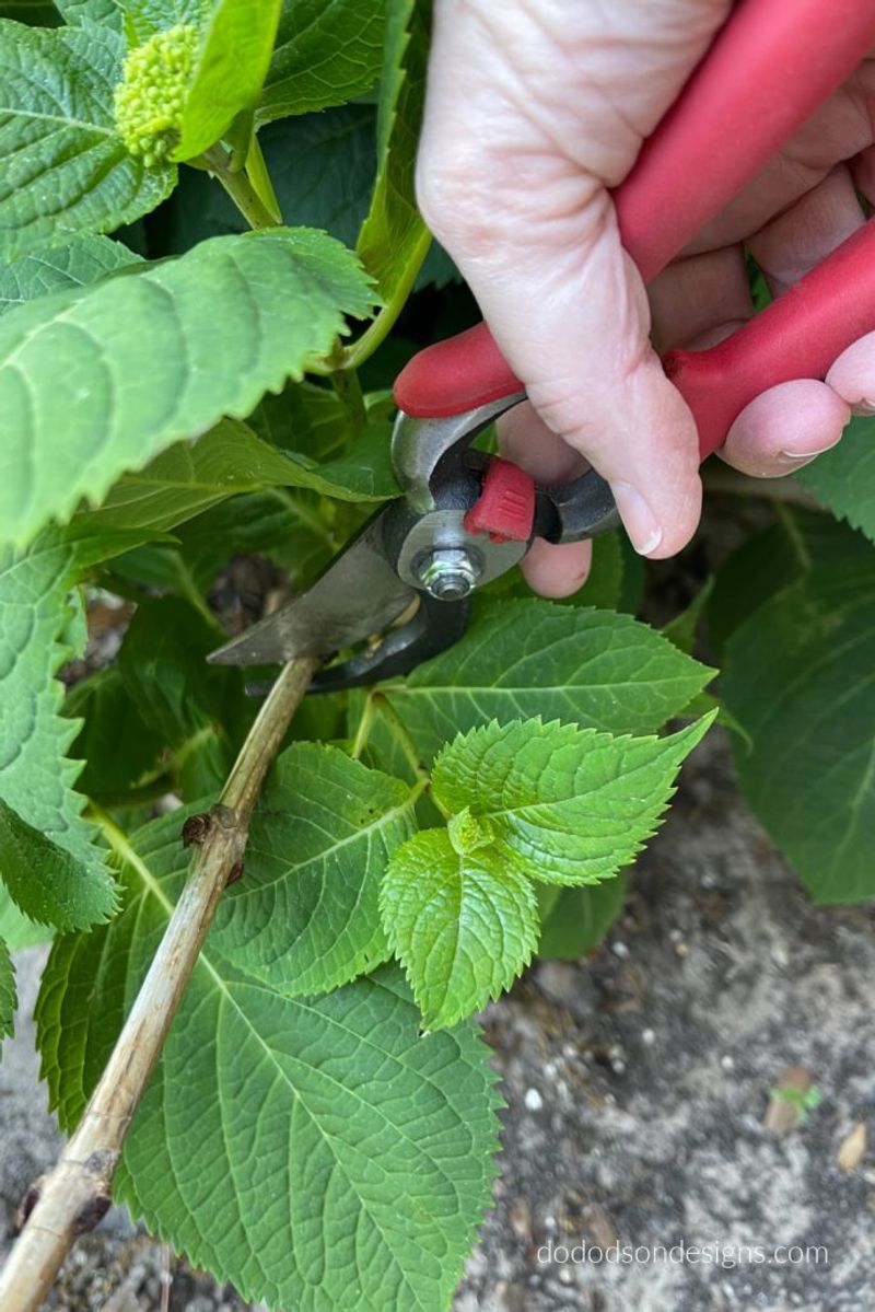 Skip Pruning During Heatwaves