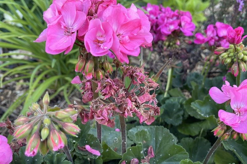 Flower Clusters Looking Generally Spent