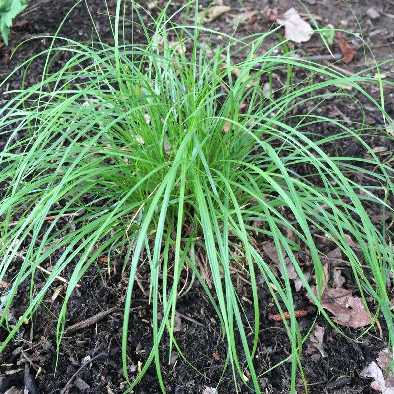 Pennsylvania Sedge and Eastern Woodland Sedge (Carex)