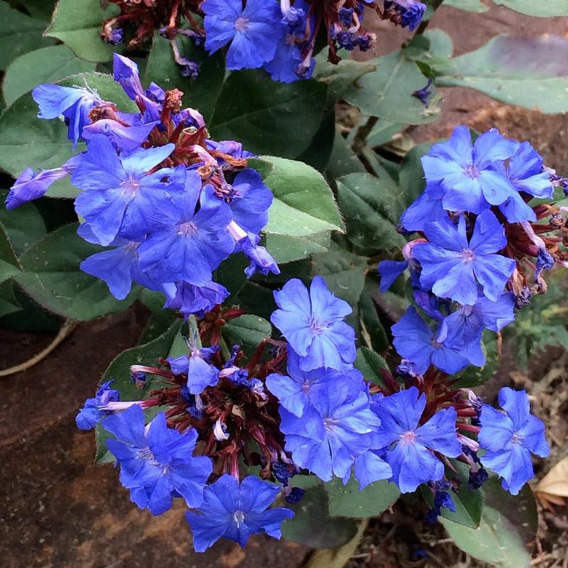 Dwarf Leadwort (Ceratostigma plumbaginoides)
