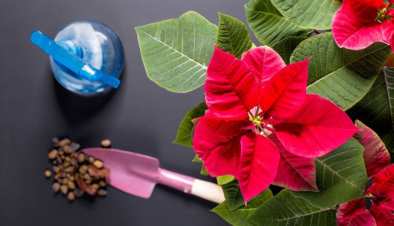 Prevent Water and Temperature Stress From Causing More Leaf Loss