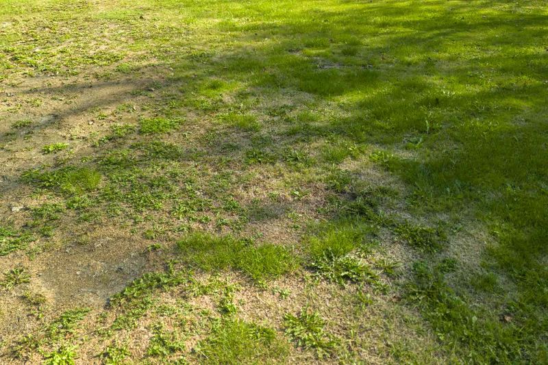 Your Grass Is Thin or Weak
