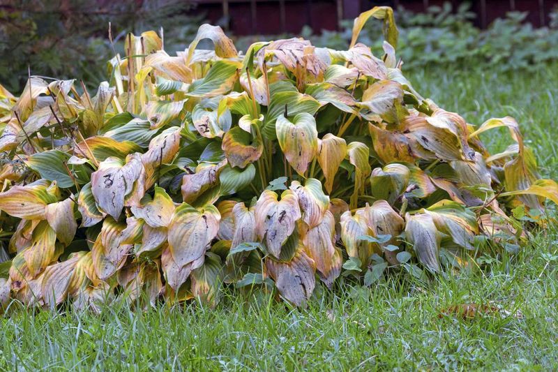 Hostas