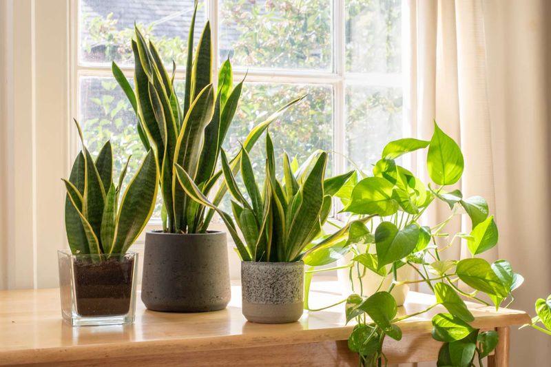 Could very dim light be slowing growth?