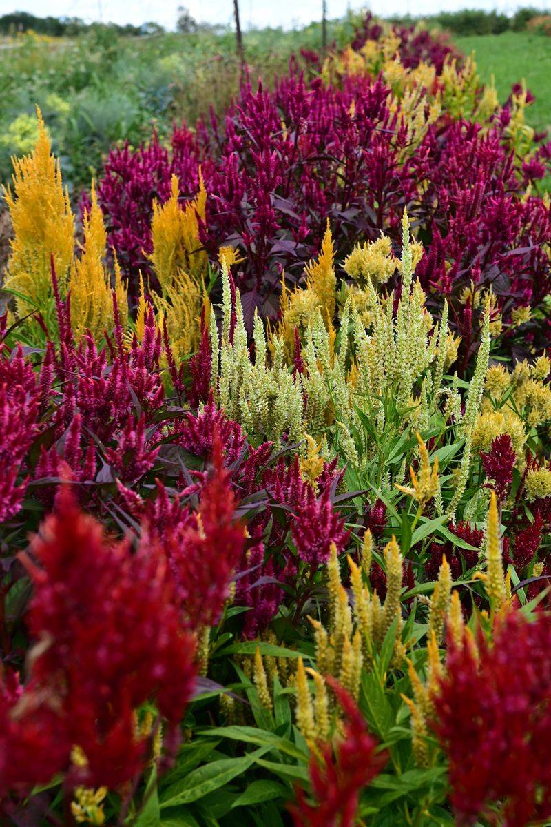 Marigold-Alternative Celosia