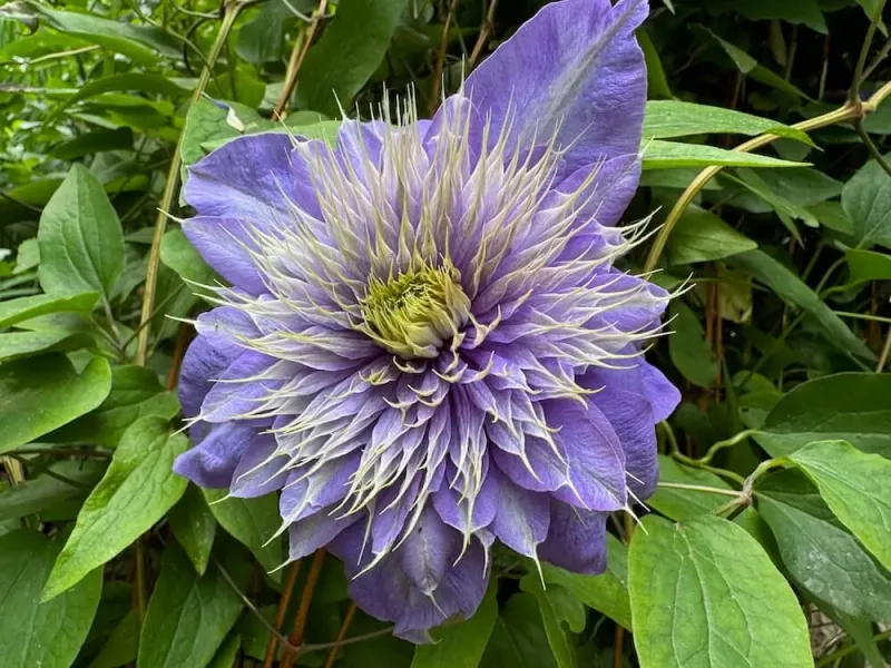 Clematis 'Multi Blue'