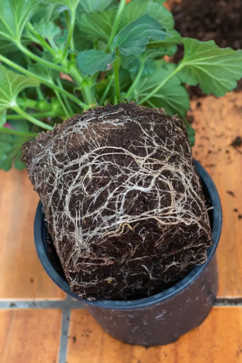 Repot Rootbound Plants Into Roomier Homes