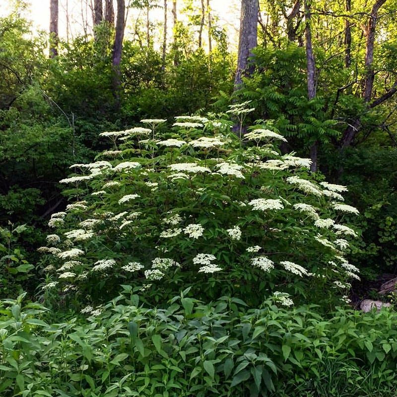 Elderberry (Sambucus spp.)