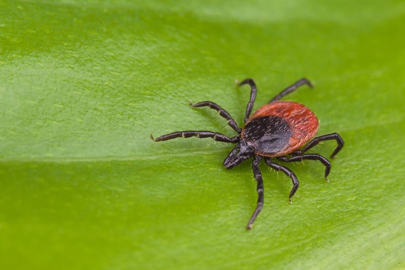 What the tick study actually found