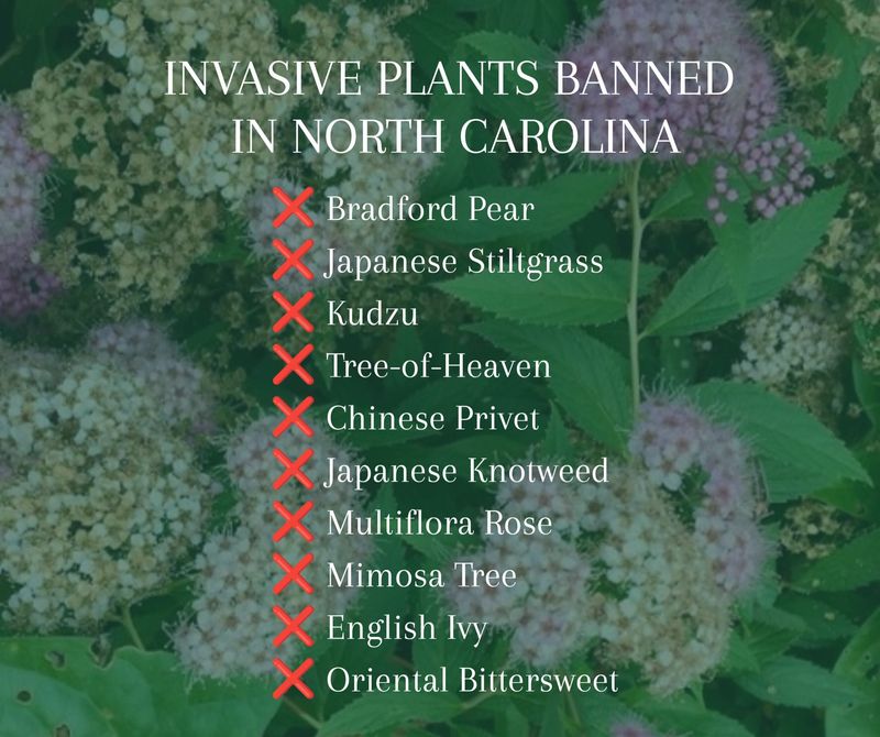 The names appearing on North Carolina invasive-plant lists