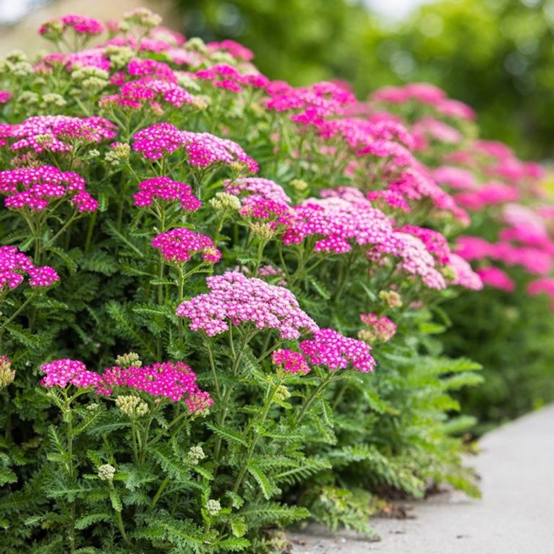 Yarrow