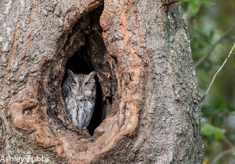 Possible users include owls, Wood Ducks, bats, and flying squirrels—but habitat decides