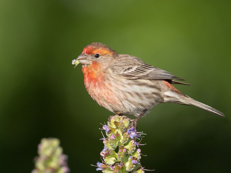 House Finch
