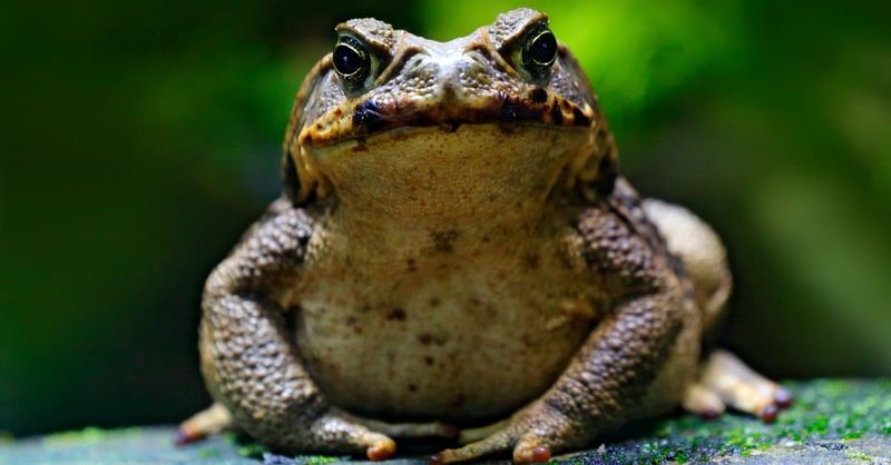 Keep the toad away from hands, chemicals, and dogs