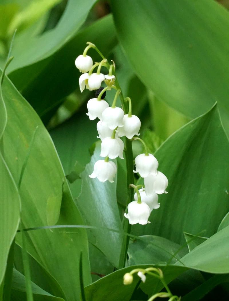 A safe planting decision starts with the right lily