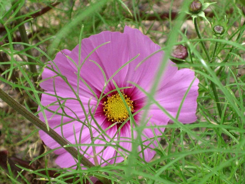 Healthy Plants and Easy-Going Fertilizer