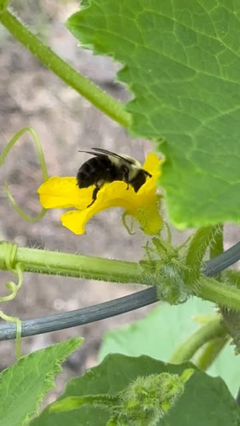 No Pollinators Are Visiting the Flowers