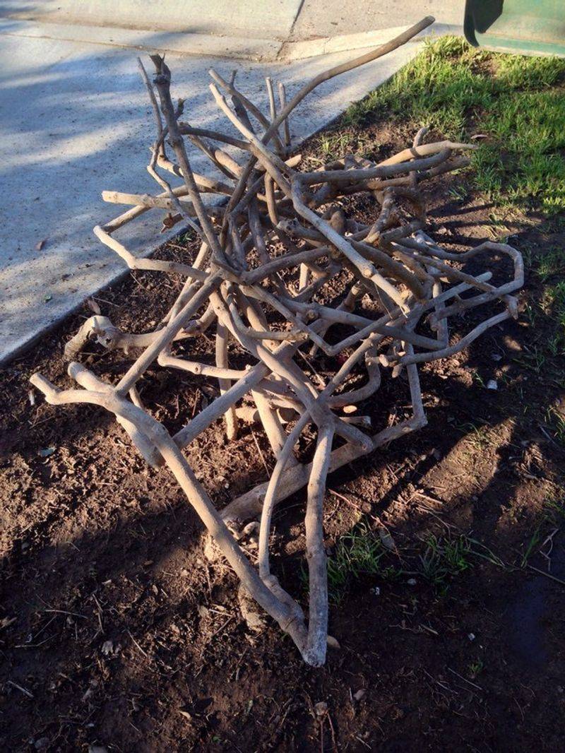 Make a deliberate renewal cut only when the plant and season fit