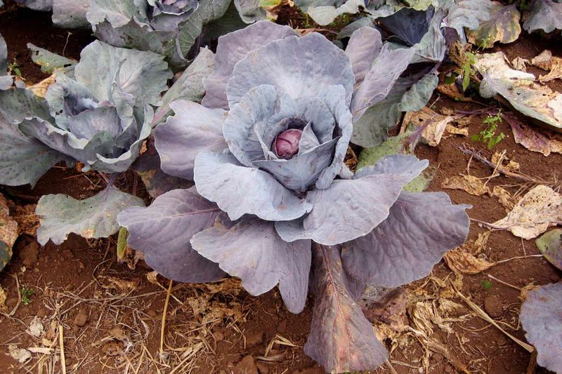 What possible phosphorus stress looks like on cabbage