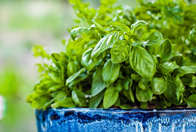Basil