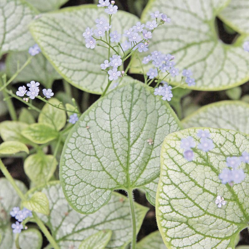 Brunnera (Siberian Bugloss)