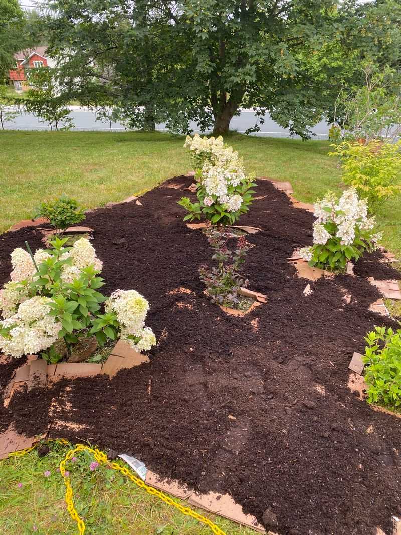 Spread Well-Rotted Compost Around the Base