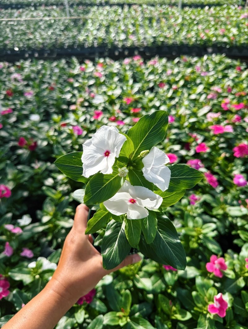 Vinca