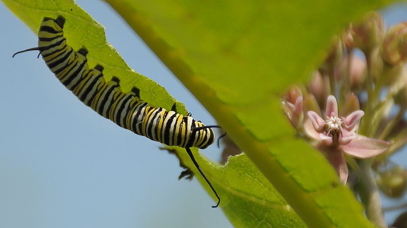 Nectar and host plants serve different needs
