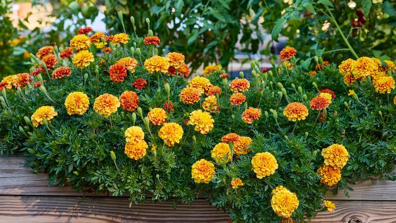 Marigolds
