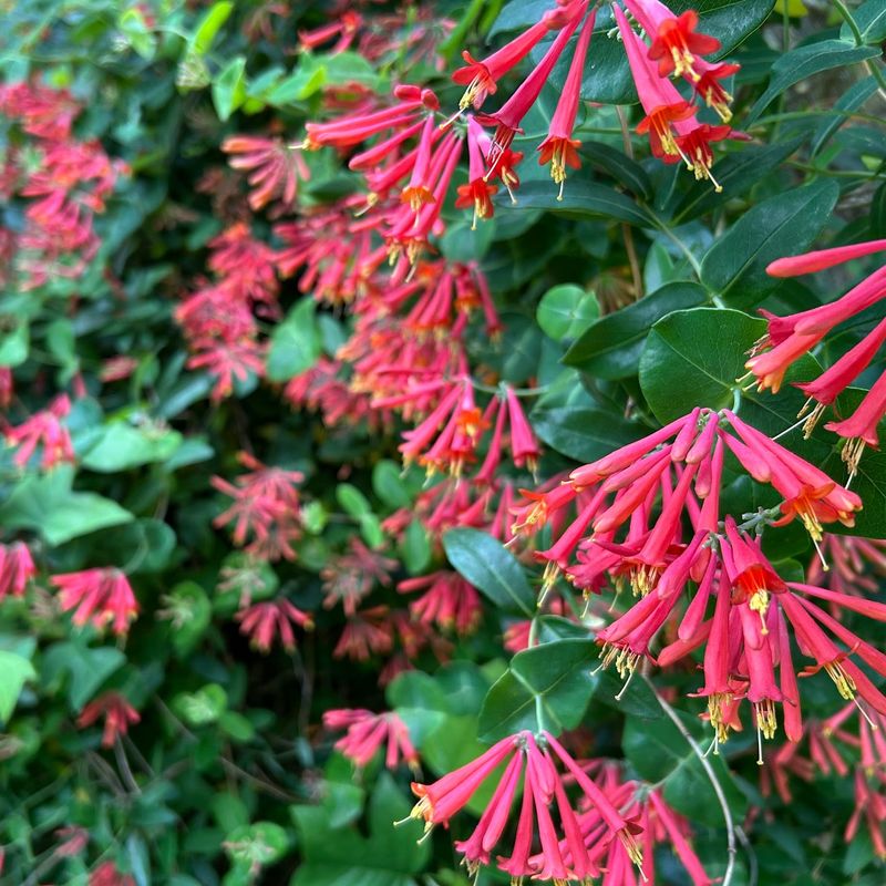 Coral Honeysuckle (Lonicera sempervirens)