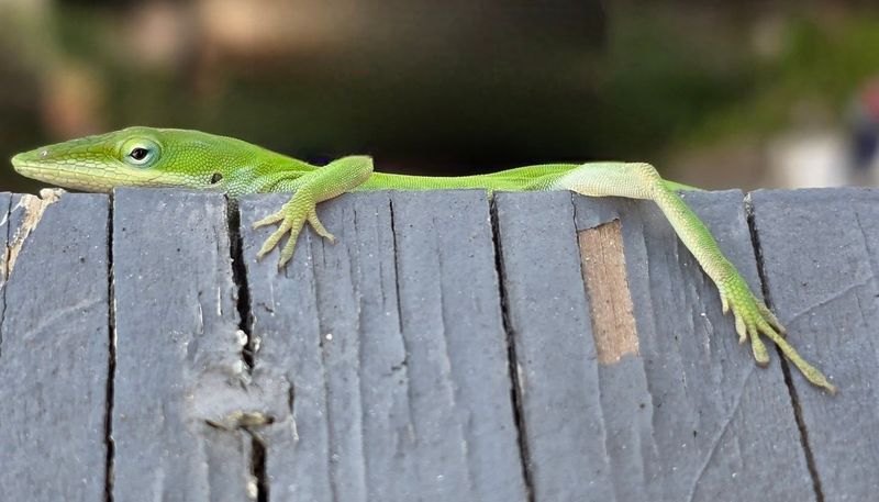 Avoid Managing the Wildlife Into Trouble