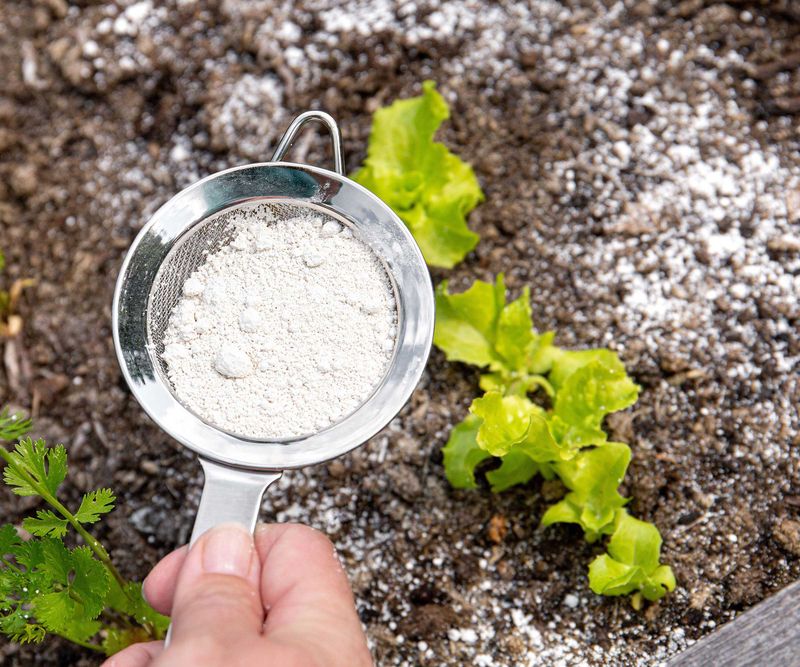 A Light Dusting of Diatomaceous Earth