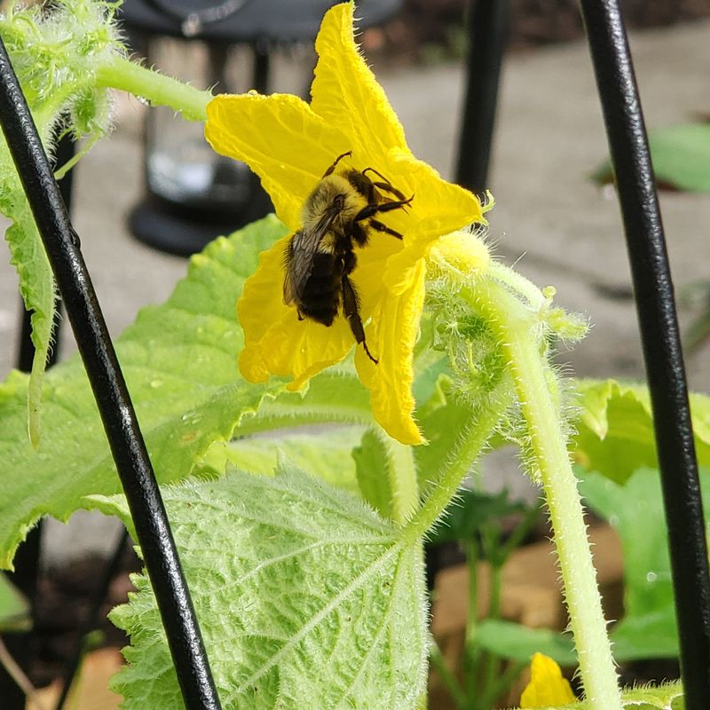 Choose a cultivar that fits your pollination conditions