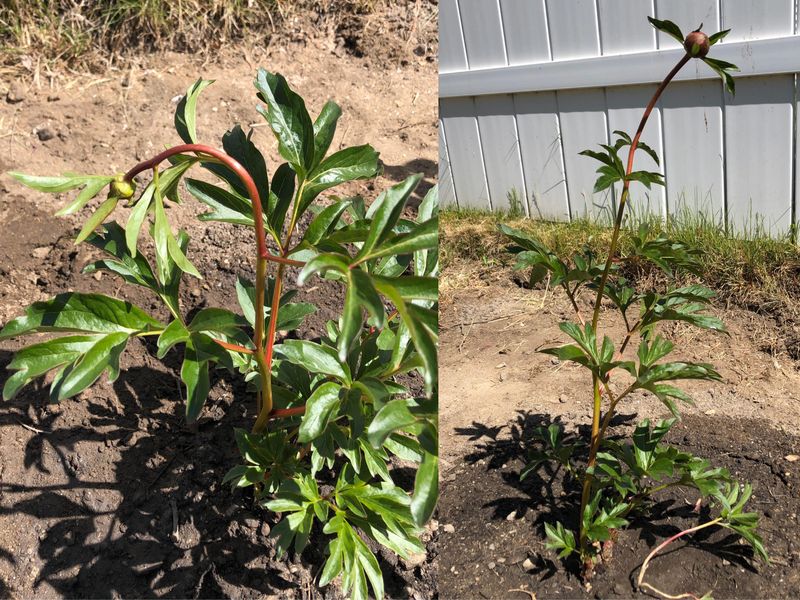 Recent Transplant Shock