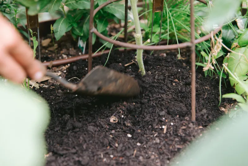 Side-Dress With Finished Compost
