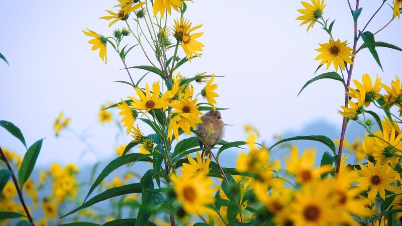 Perennial Sunflowers